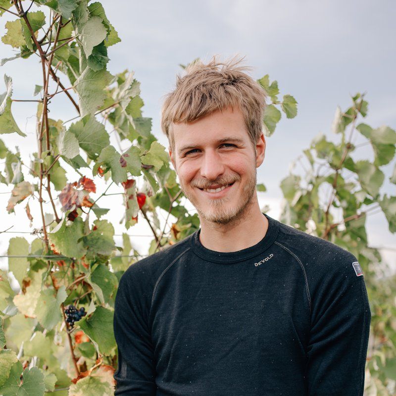Hans Frühwirth im Weingarten zwischen den Rebzeilen