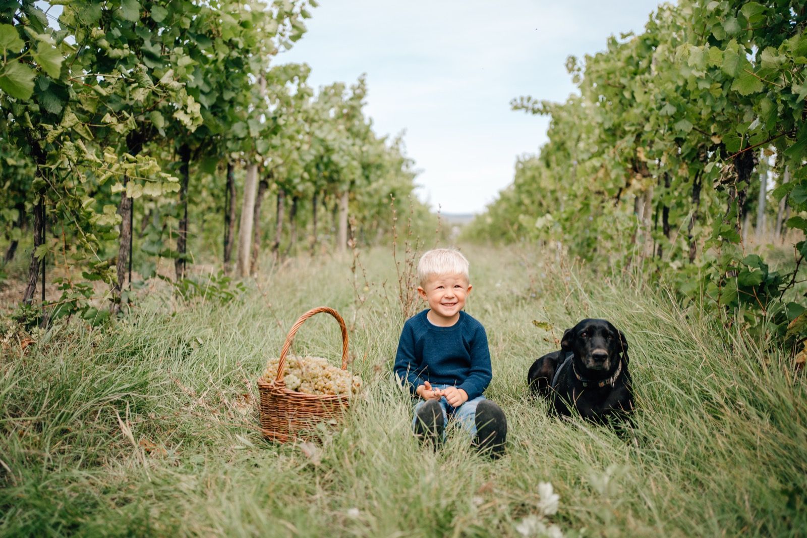 Kind mit einem Korb weißer Trauben und ein schwarzer Hund zwischen den Rebzeilen